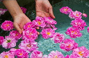 مراسم گلاب گیری در کاشان